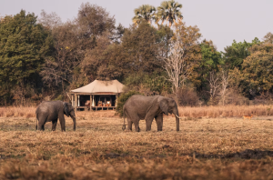 6 Nights Kafue Fly-In Safari in Zambia