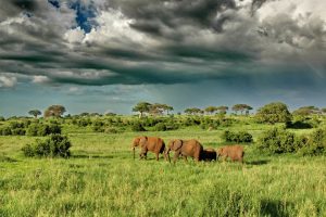 Classic Tanzania: Serengeti, Ngorongoro & Tarangire