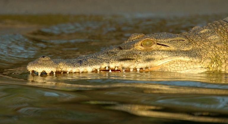 Crocodile