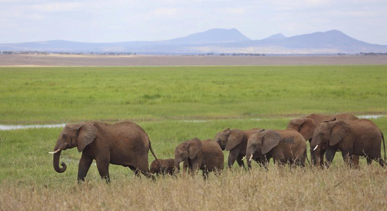 Elephant Herd