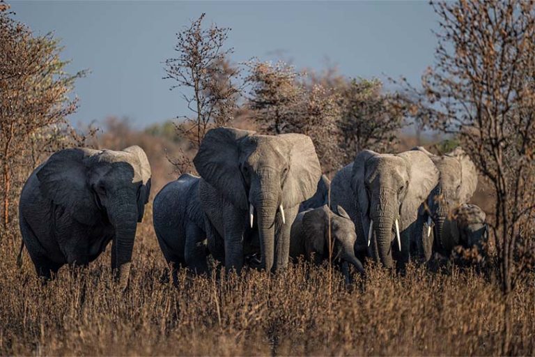 Elephants In Usangu