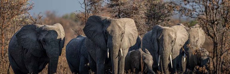 Elephants In Usangu