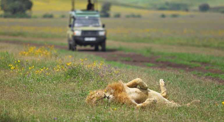 Game Drive Tanzania