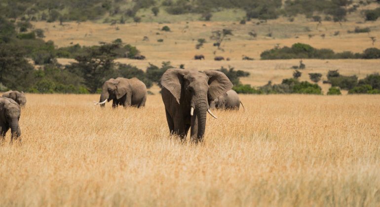 Herd Of Elephants