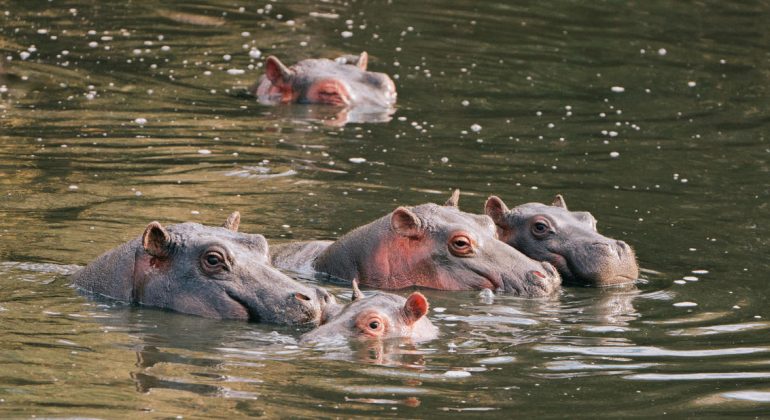 Hippos In Water