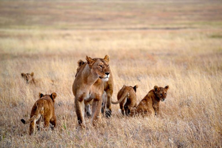 Namiri Pride Of Lions