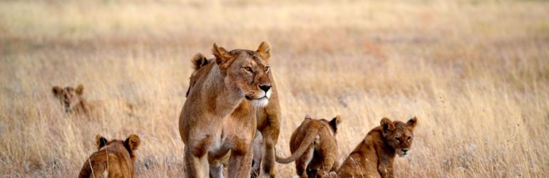 Namiri Pride Of Lions