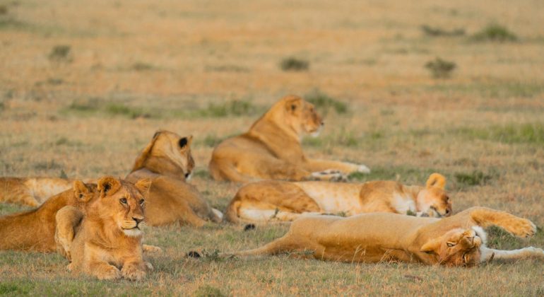Pride Of Lions