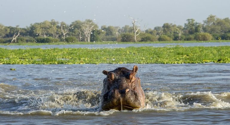 Rhino In Water