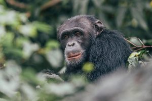 8 Days Primate Trails of East Africa