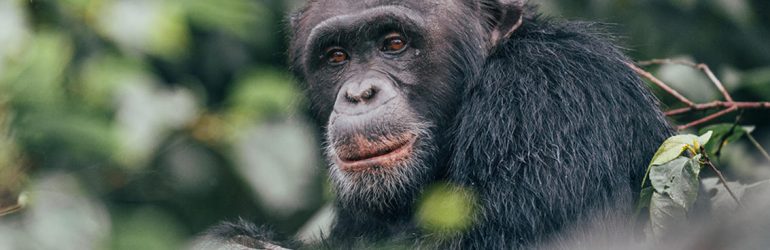 The Primate Edition Chimp