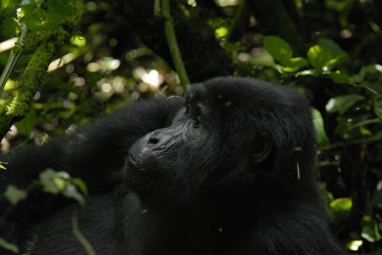 Gorilla Uganda