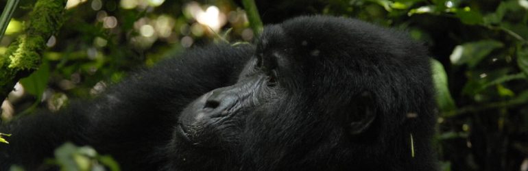 Gorilla Uganda
