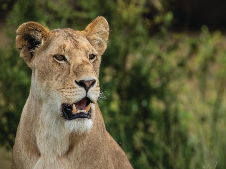 Wildlife Of The Masai Mara In Kenya.