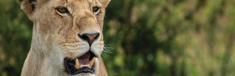 Wildlife Of The Masai Mara In Kenya.