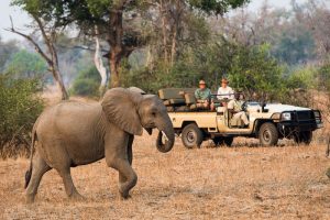 Kujana Camp Game Drive