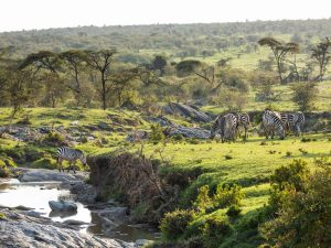 Wildlife Of The Masai Mara In Kenya.