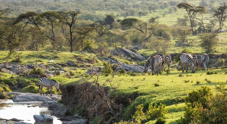 Wildlife Of The Masai Mara In Kenya.