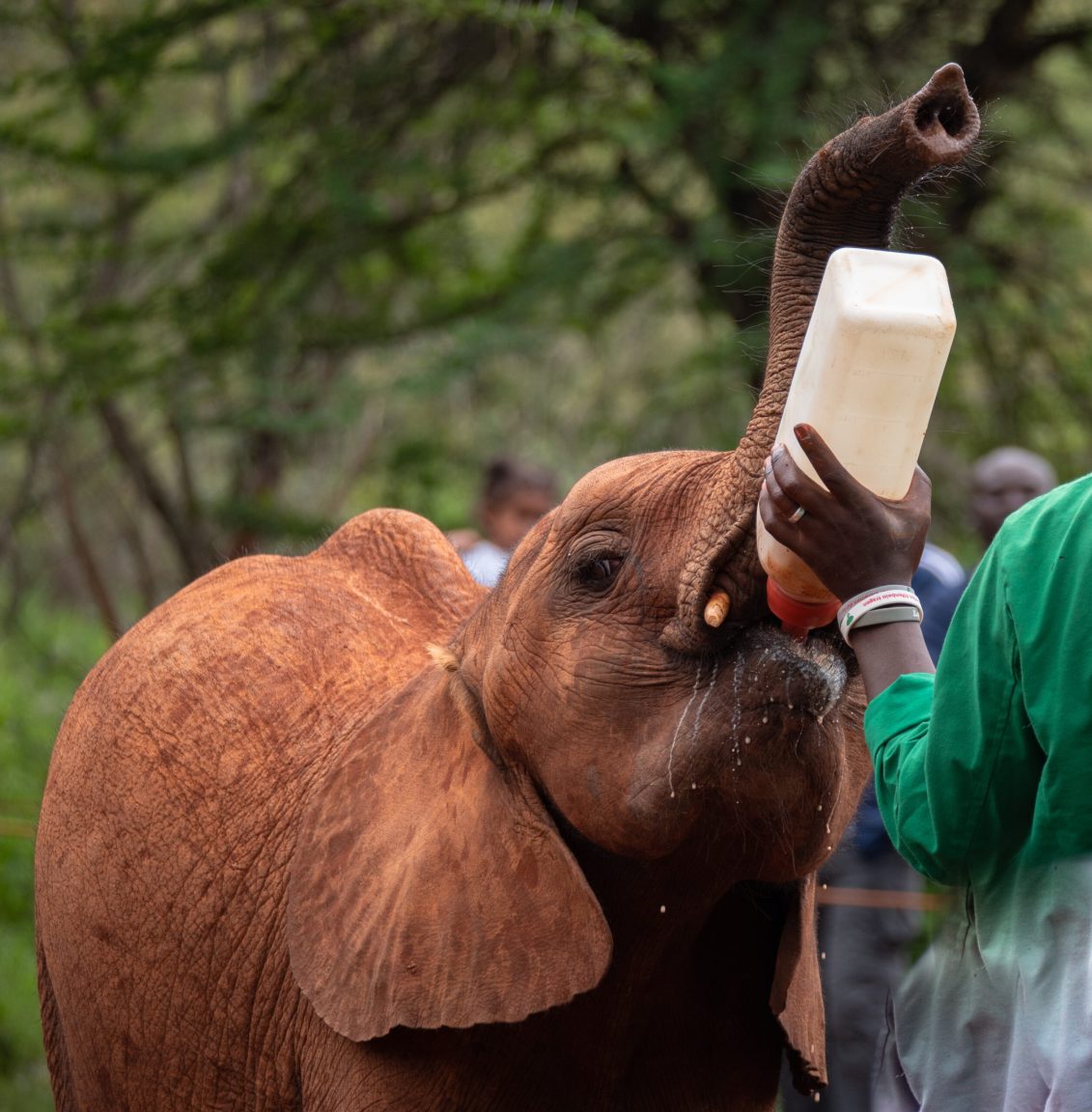 David Sheldrick Trust Elephant