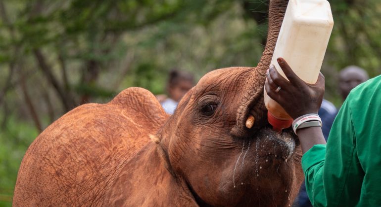 David Sheldrick Trust Elephant