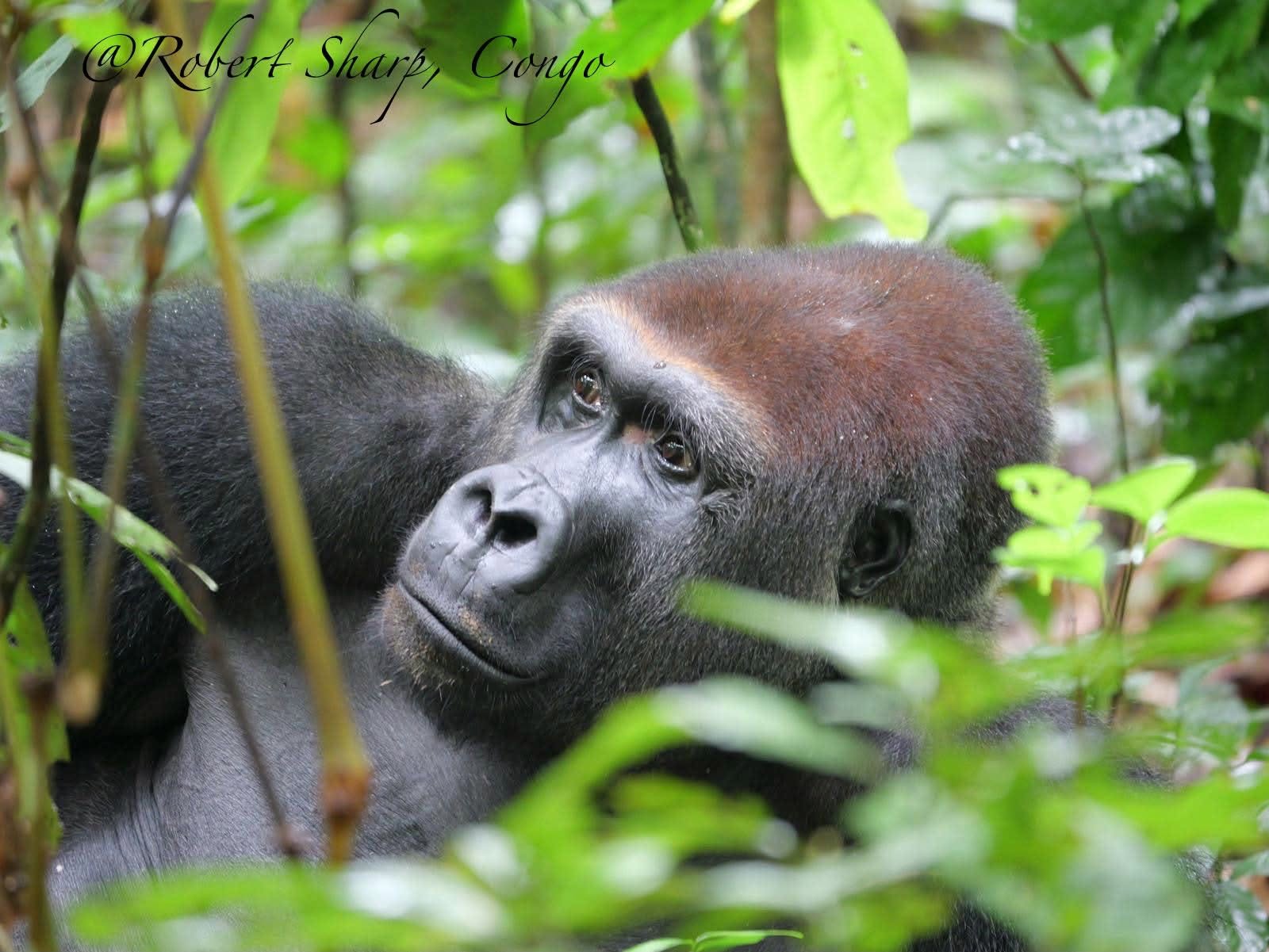 Nouabalé-Ndoki National Park