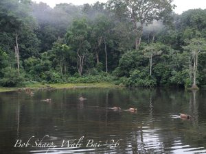 Forest buffaloes swimming across Wali Baï, Nouabalé-Ndoki National Park