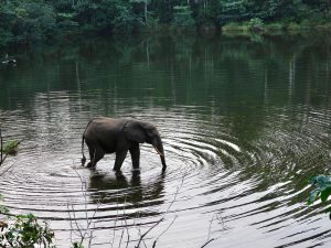 A forest elephant wading through Wali Baï, Nouabalé-Ndoki National Park