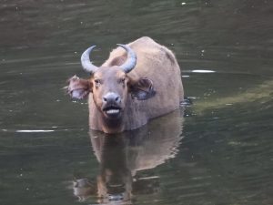 A forest buffalo watches from the water at Wali Baï