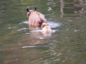 A forest buffalo cow and calf swimming across Wali Baï