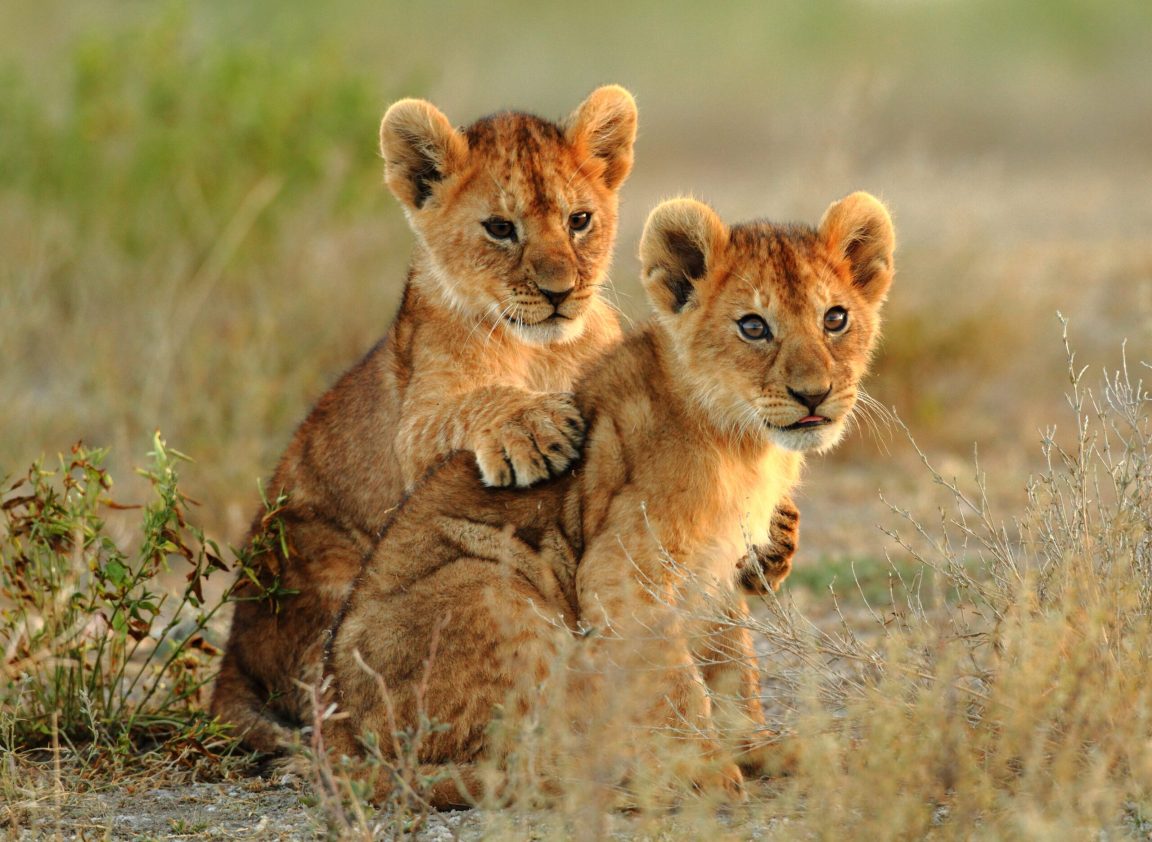 Widlife In Kenya Lion Cubs