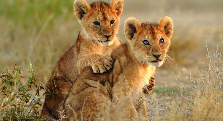 Widlife In Kenya Lion Cubs