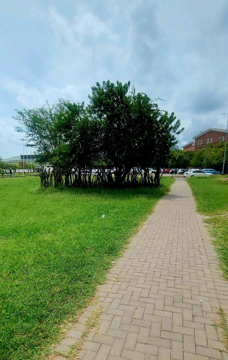 A kgotla assembly space shaded by a tree