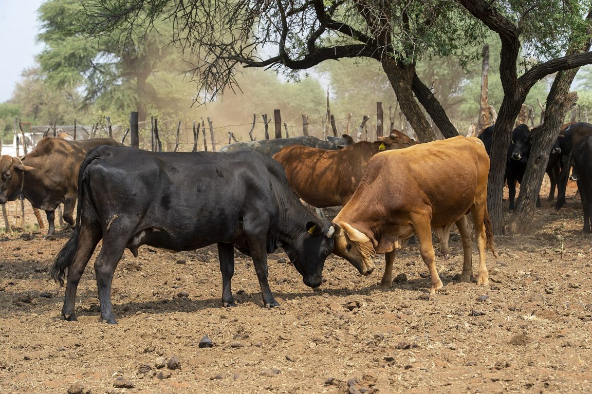 Cattle standing inside a kraal in Botswana