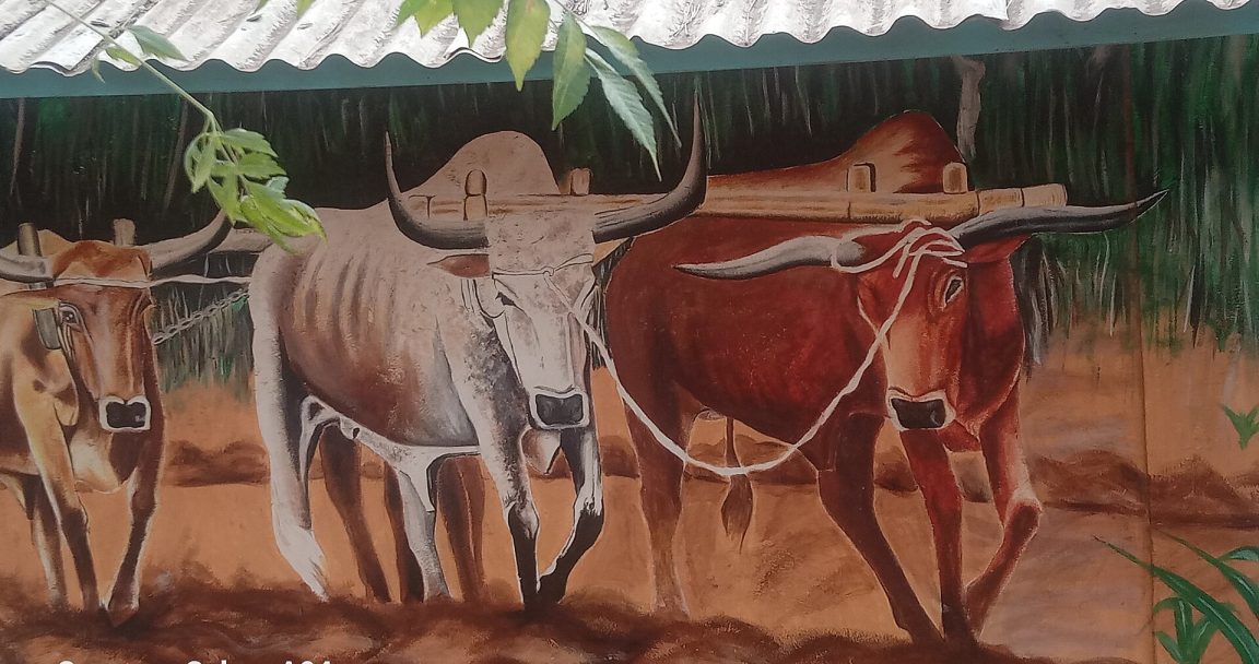 A team of cattle ploughing a field in Botswana