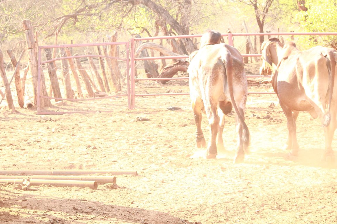 Brahman cattle in a dusty kraal at Kalakamati, Botswana