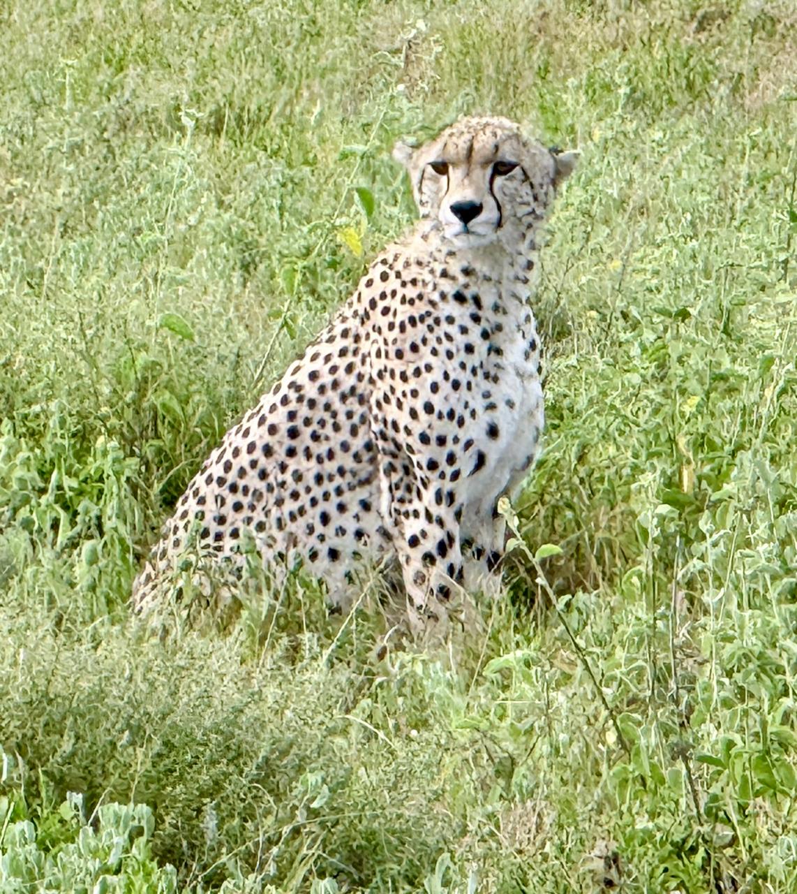 A cheetah on the Serengeti plains