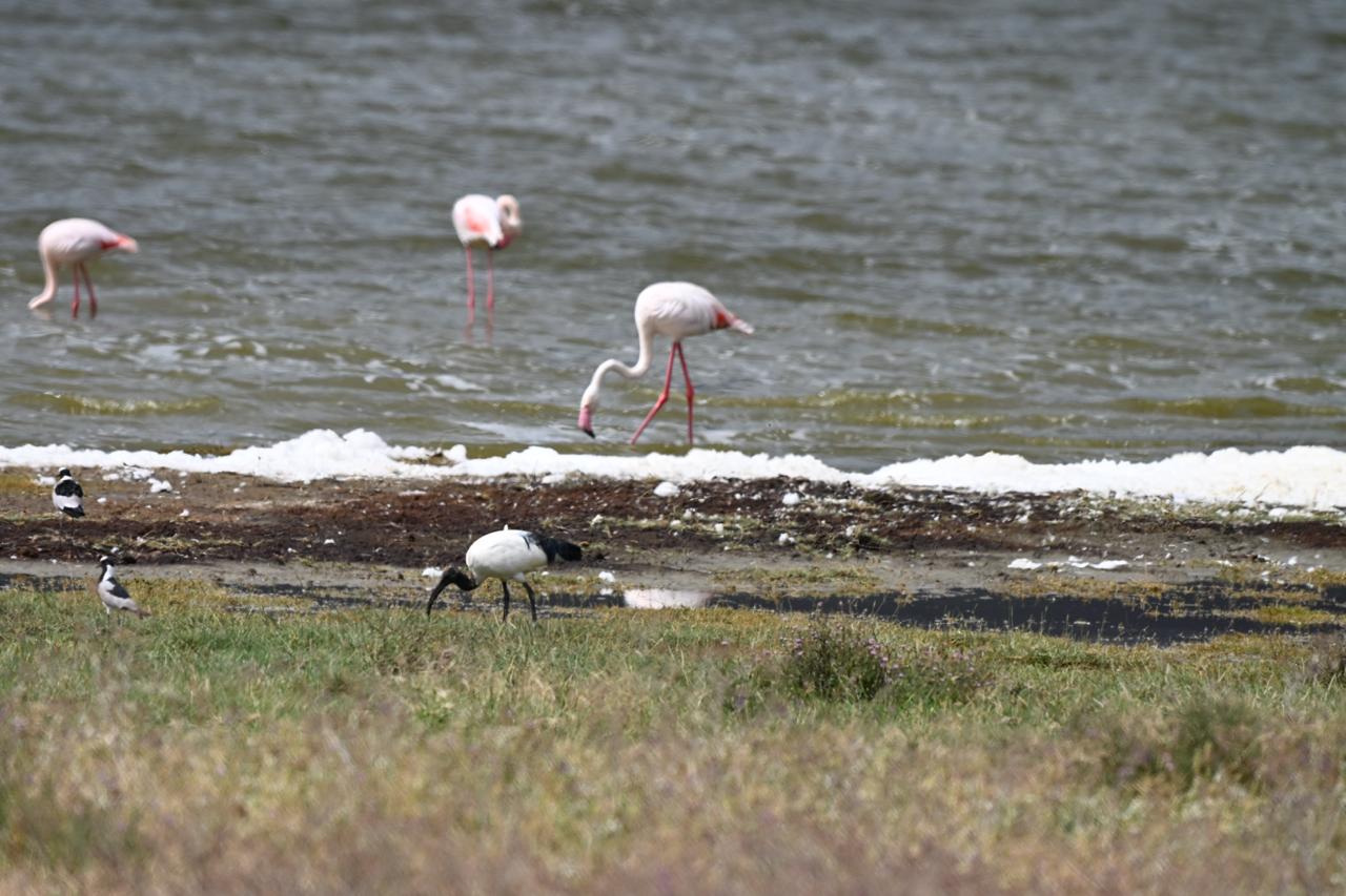 Flamingos gathered on a soda lake
