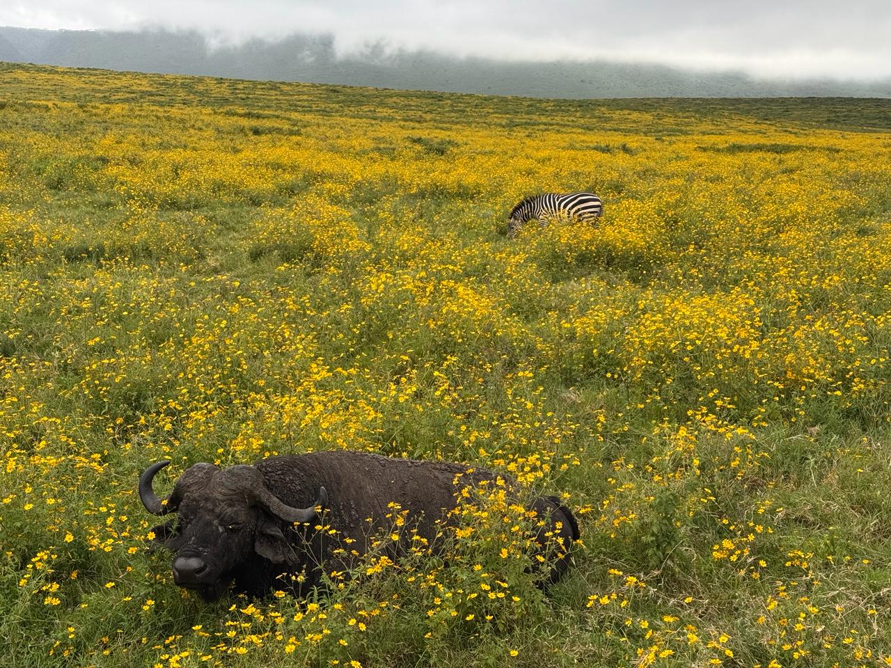 The floor of the Ngorongoro Crater carpeted in yellow flowers