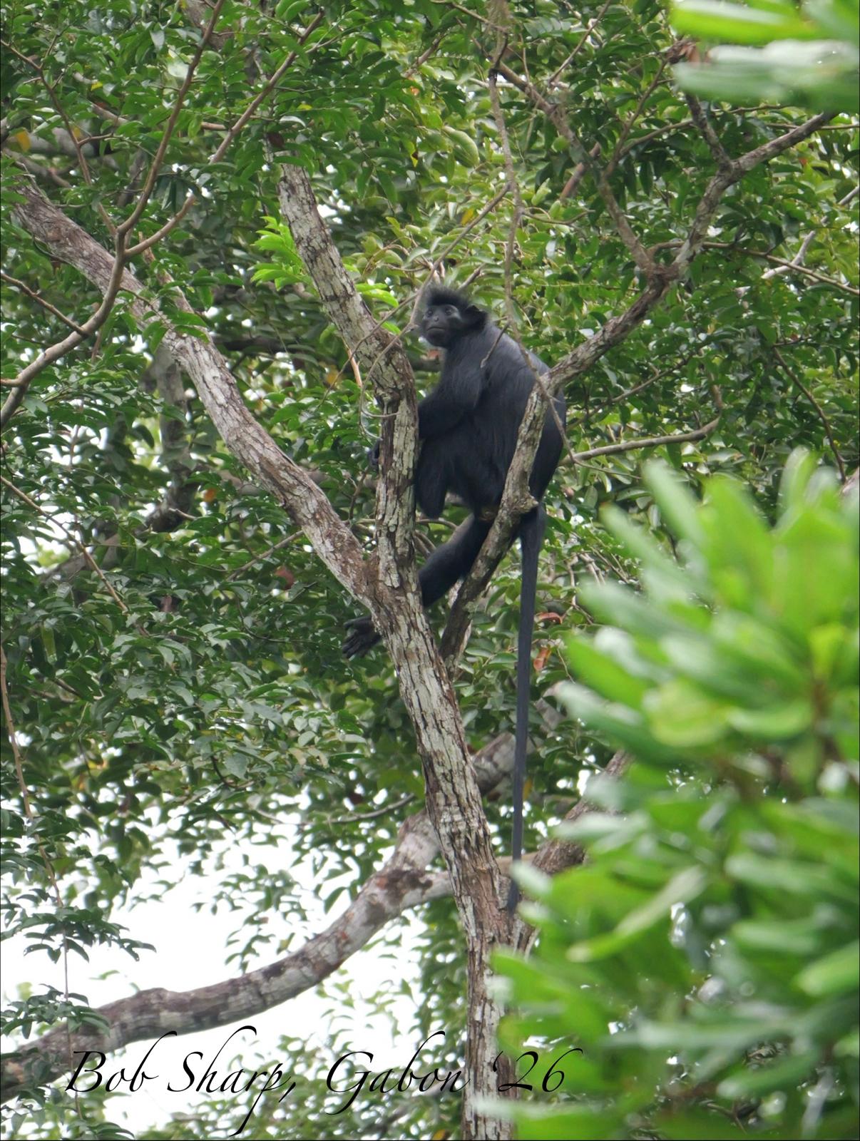 Black colobus — photo by Bob Sharp
