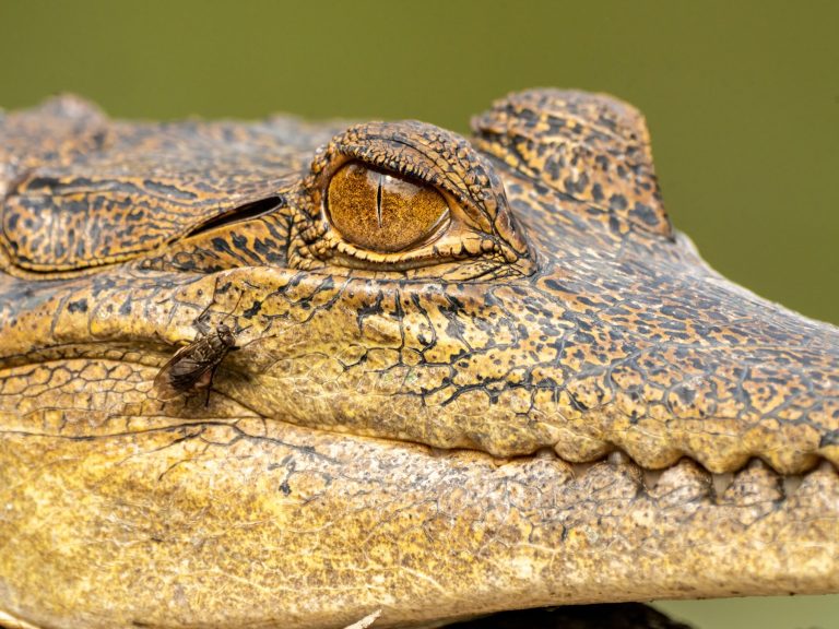 Close-up of a crocodile’s eye in Gabon