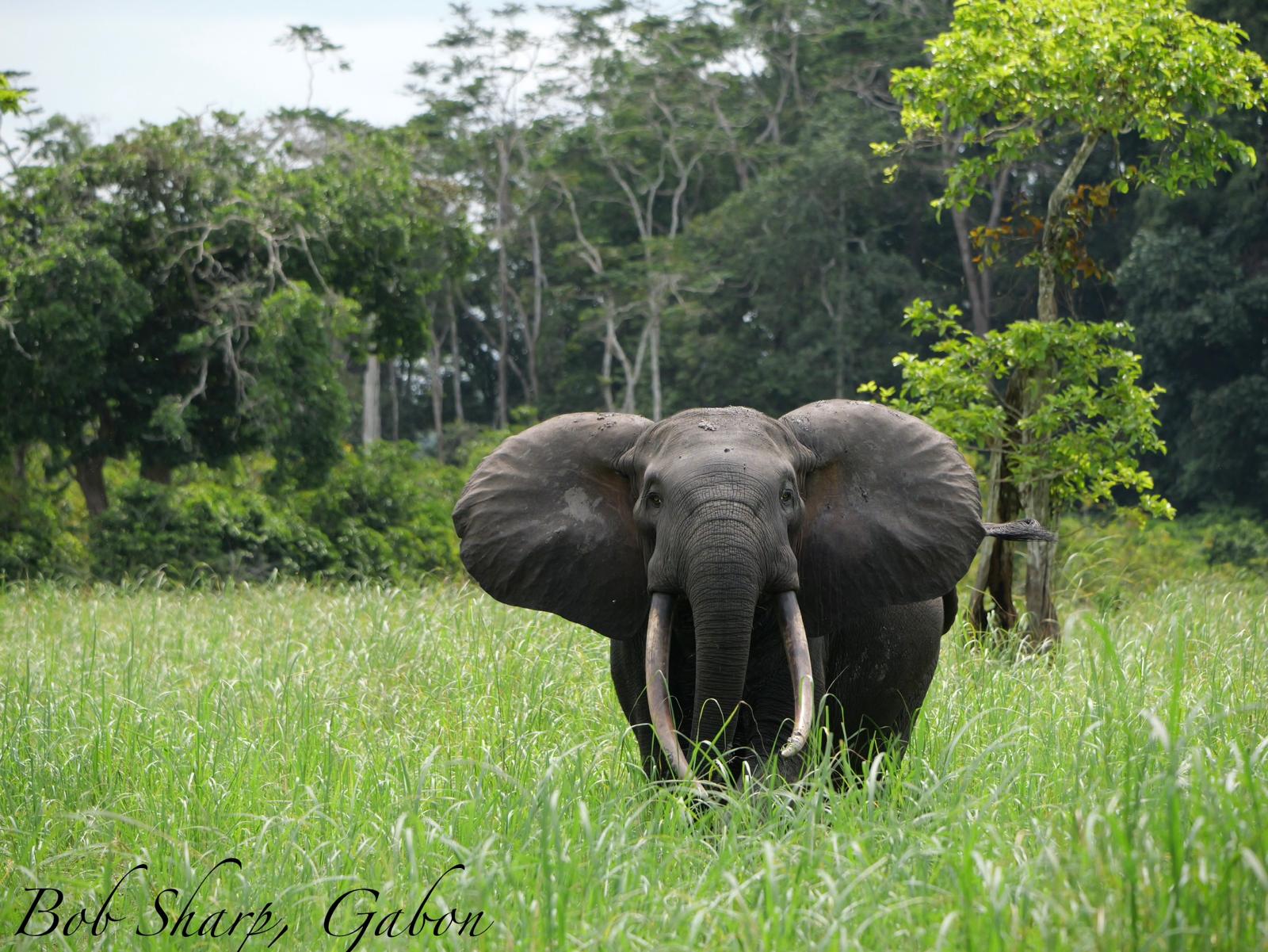 A forest elephant bull in the tall grass — photo by Bob Sharp