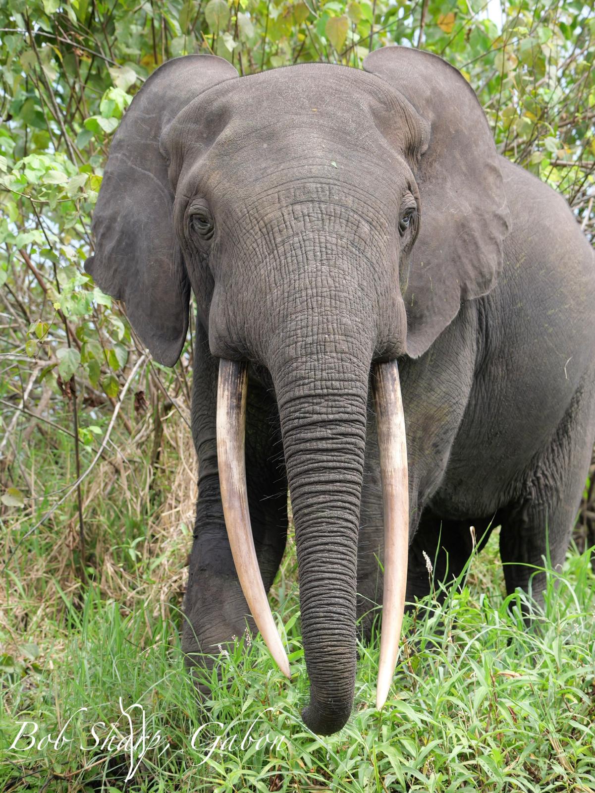 Forest elephant, up close — photo by Bob Sharp