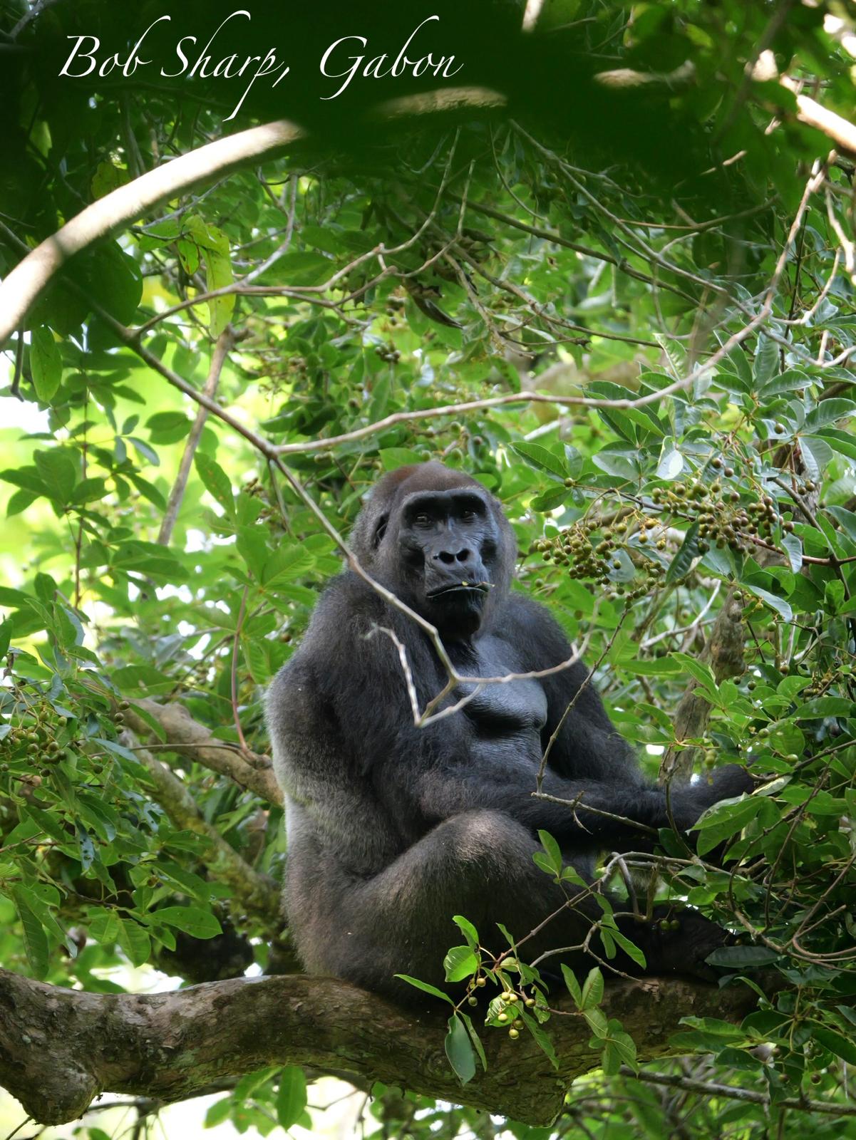 Feeding in a fruiting tree — photo by Bob Sharp