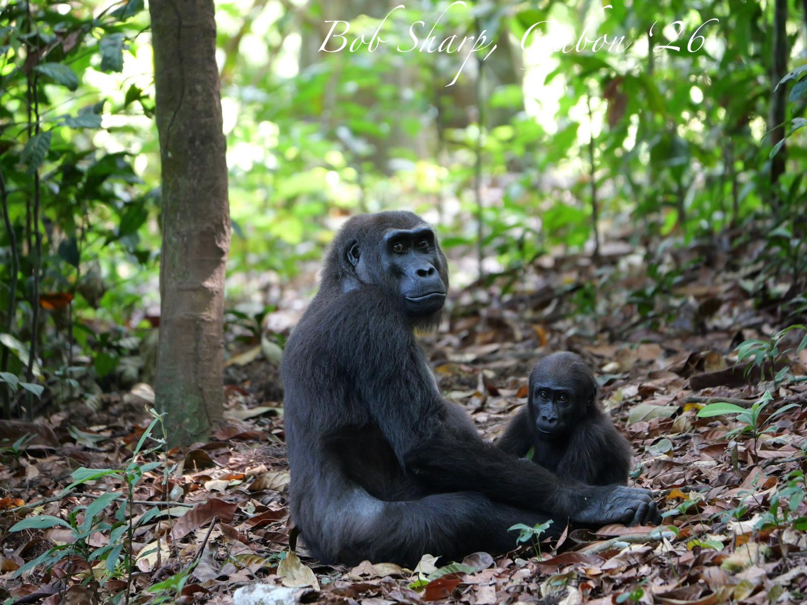 Mother and infant, western lowland gorillas — photo by Bob Sharp