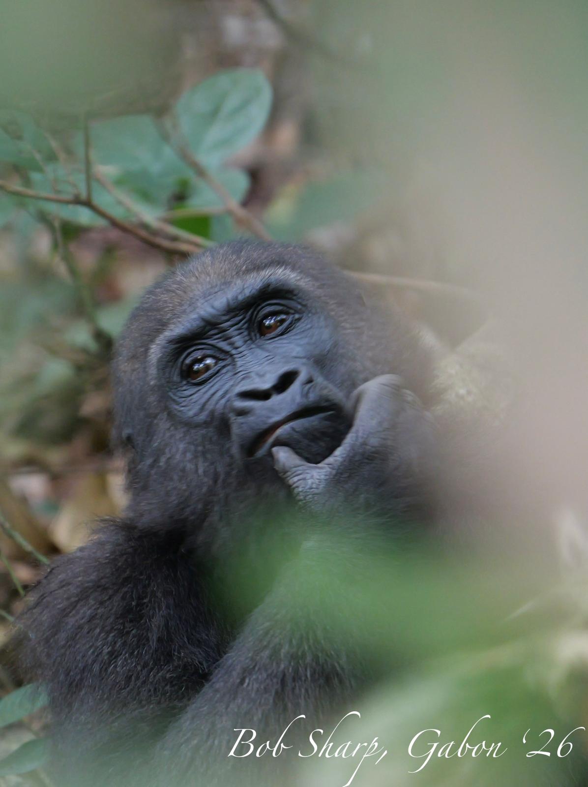 Deep in thought — photo by Bob Sharp