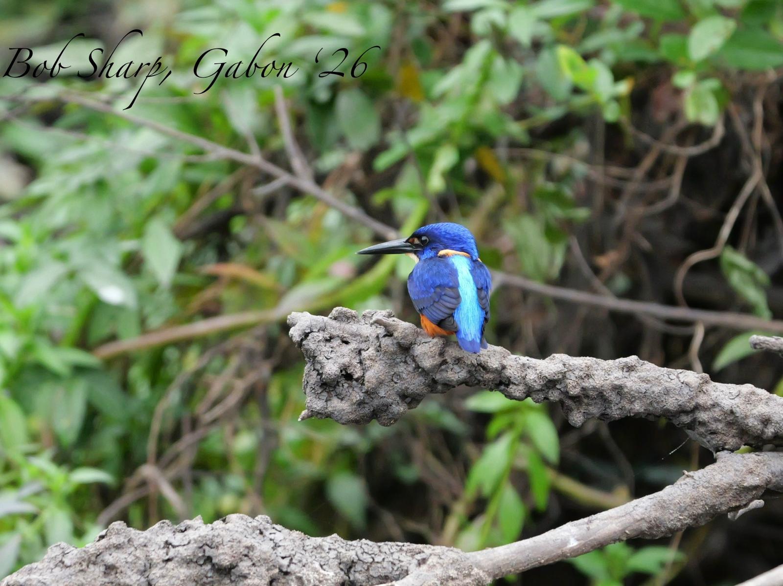 A kingfisher over the backwaters — photo by Bob Sharp