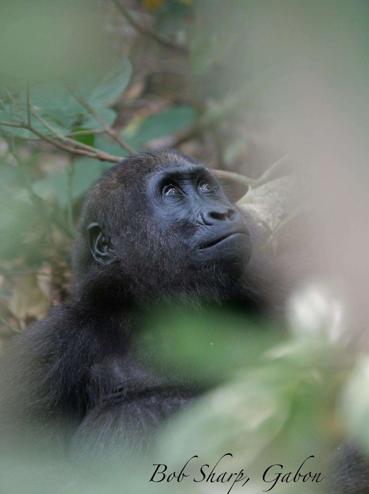 Western lowland gorilla — photo by Bob Sharp