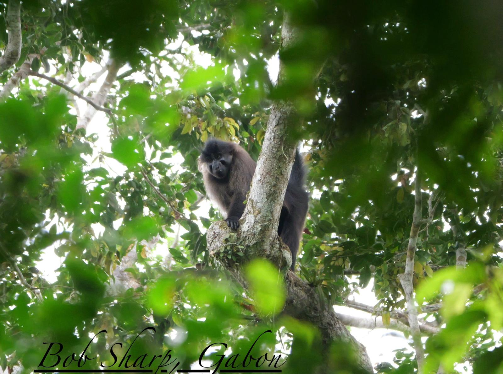 A mangabey in the canopy — photo by Bob Sharp
