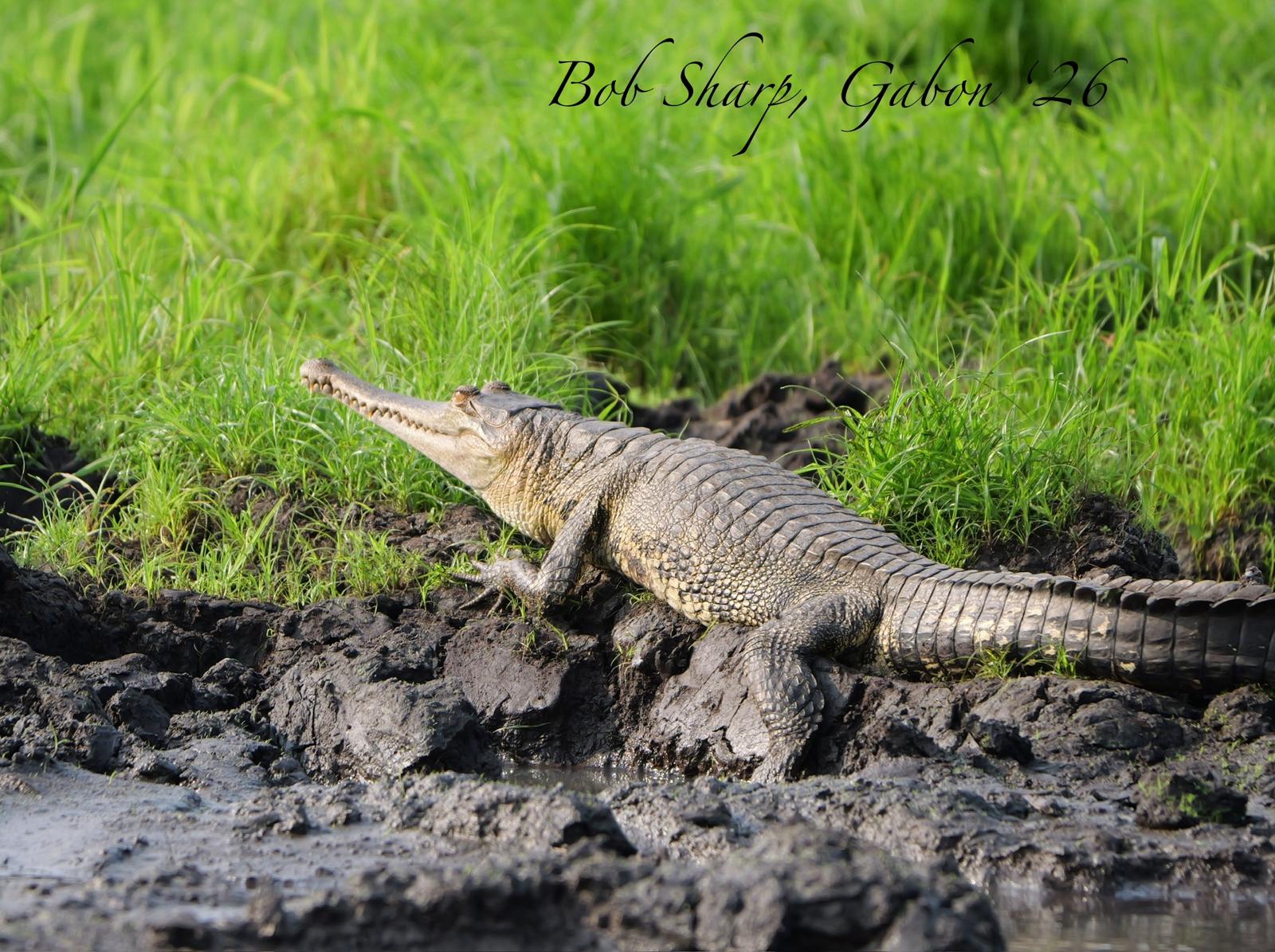 Slender-snouted crocodile — photo by Bob Sharp