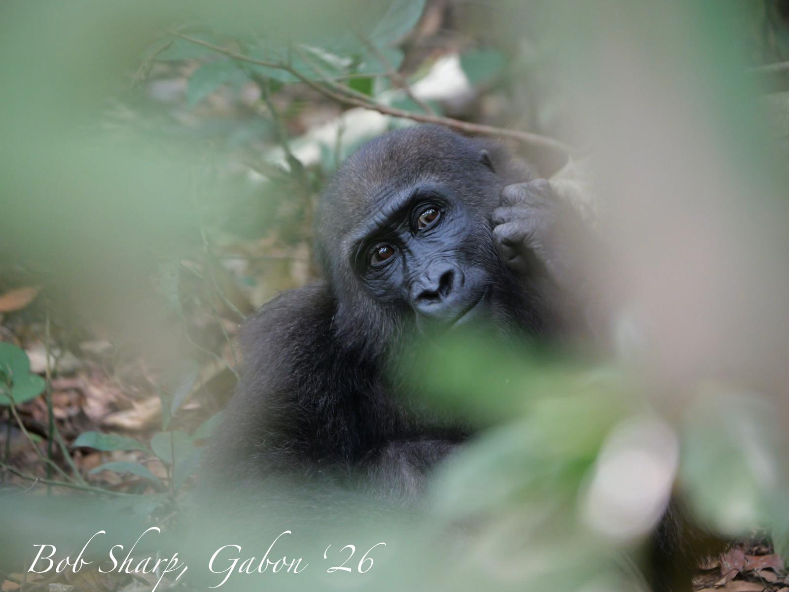 A young gorilla at rest — photo by Bob Sharp